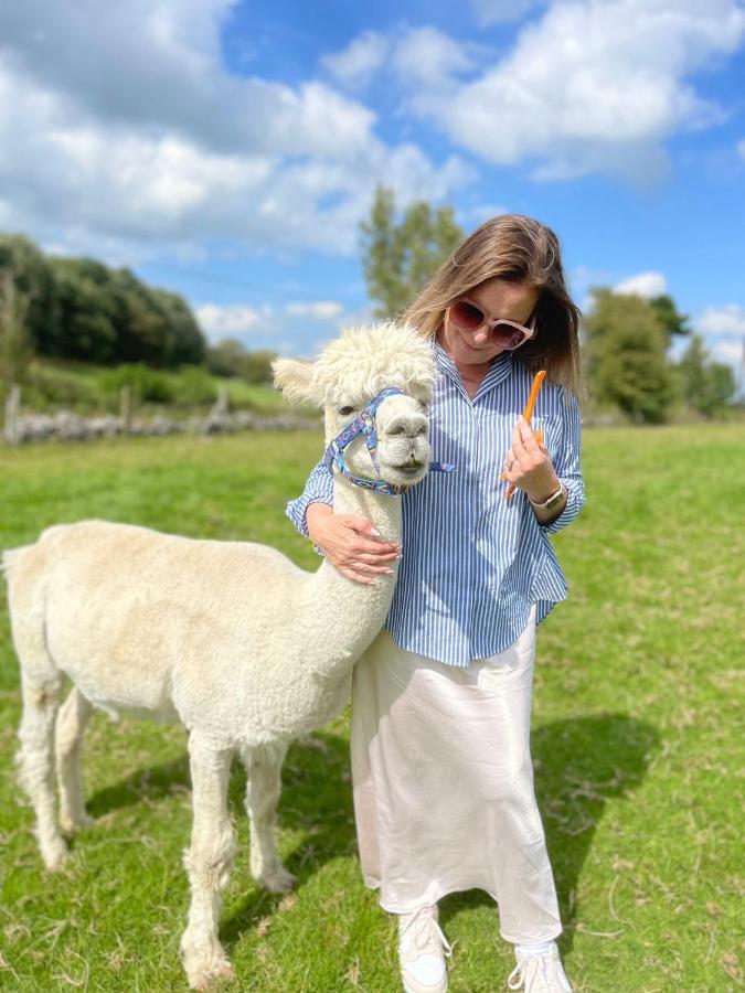 Unique Stay On An Alpaca Therapy Farm With Miniature Donkeys North Wales Mold Eksteriør billede