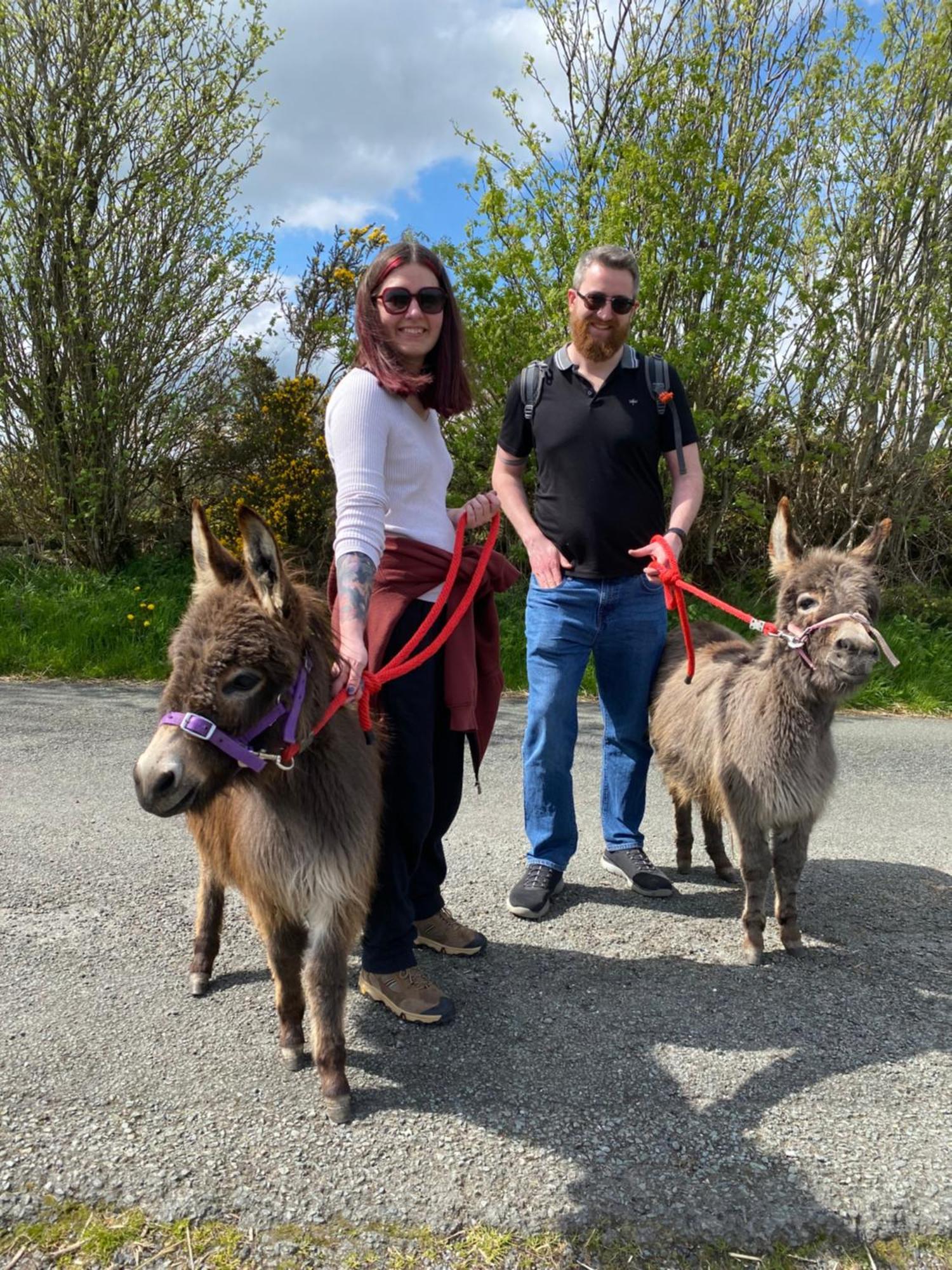 Unique Stay On An Alpaca Therapy Farm With Miniature Donkeys North Wales Mold Eksteriør billede